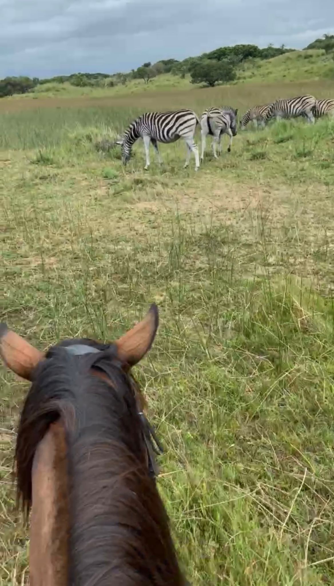 7-daagse Paardrijsafari – St. Lucia - Zuid-Afrika - Afbeelding 7