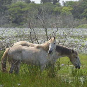 7-daagse Paardrijsafari – St. Lucia - Zuid-Afrika - Afbeelding 6