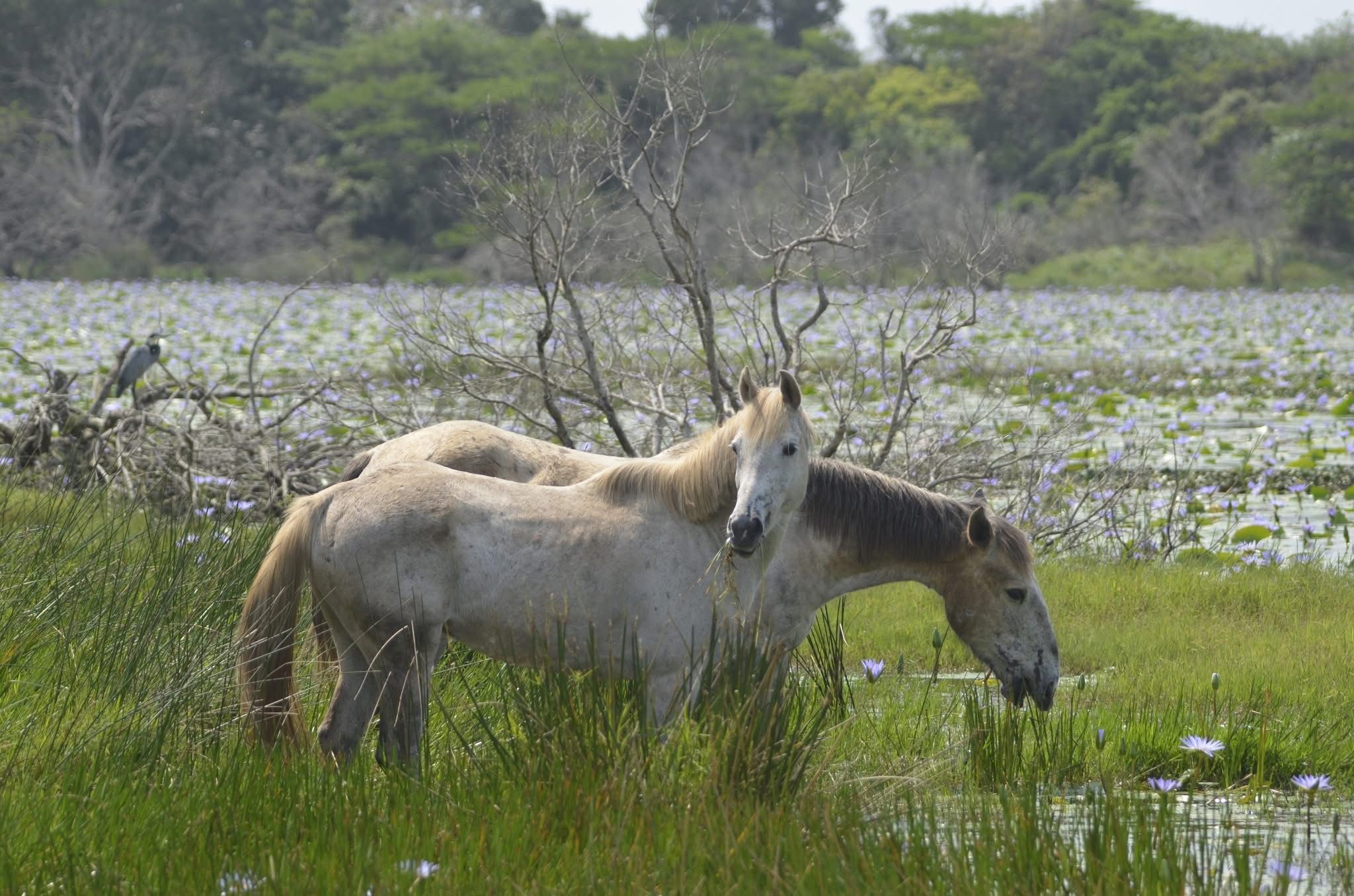 7-daagse Paardrijsafari – St. Lucia - Zuid-Afrika - Afbeelding 6