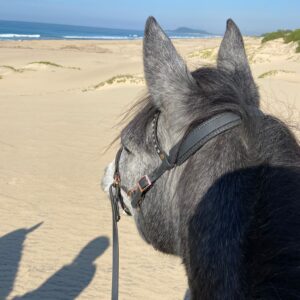 7-daagse Paardrijsafari – St. Lucia - Zuid-Afrika - Afbeelding 5