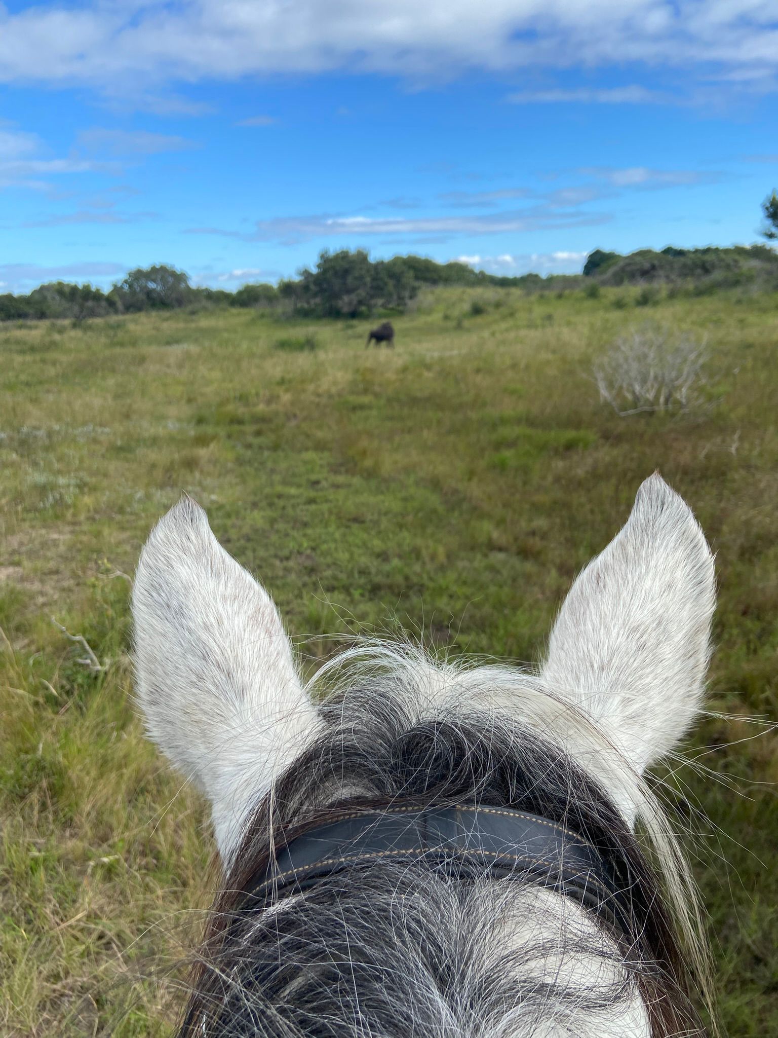 7-daagse Paardrijsafari – St. Lucia - Zuid-Afrika - Afbeelding 4