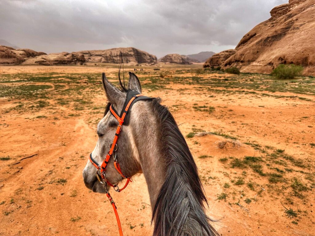 Dagrit Wadi Rum - Jordanië
