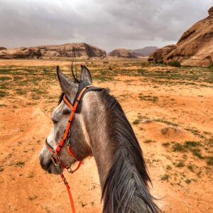 Dagrit Wadi Rum - Jordanië - Afbeelding 16
