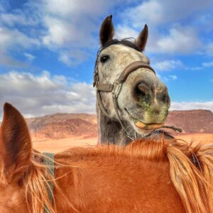 10-daagse paardrijtocht Van de Roze Stad naar de Vallei van de Maan - Jordanië - Afbeelding 27
