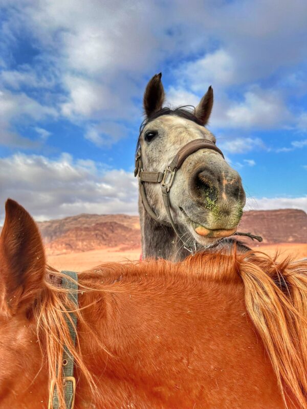 10-daagse paardrijtocht Van de Roze Stad naar de Vallei van de Maan - Jordanië