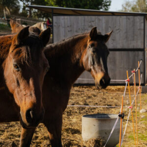 Buitenrit Andalusisch Paard & Mallorcaanse Wijnen excursie Mallorca- Spanje - Afbeelding 4