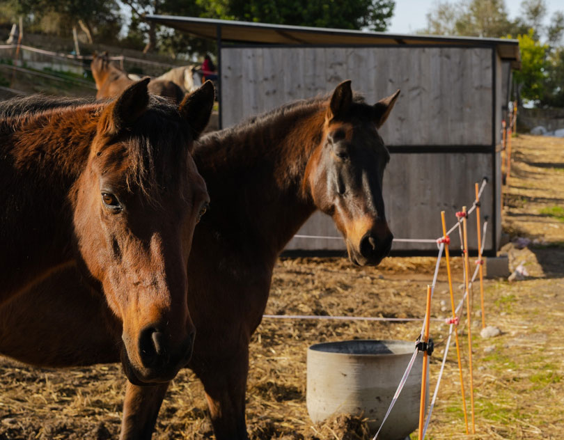 Buitenrit Andalusisch Paard & Mallorcaanse Wijnen excursie Mallorca- Spanje