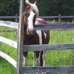 9-, 10- of 11-daagse paardrijtocht: De Andes oversteken - Chili naar Argentinië - Afbeelding 5
