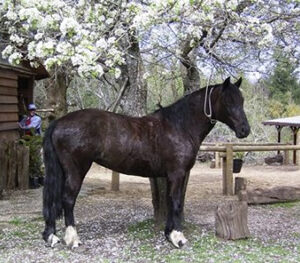 4-daagse paardrijtocht in Huerquehue National Park - Chili - Afbeelding 9