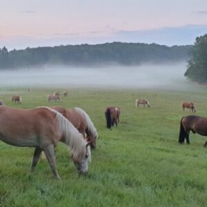 Paardrijkamp Söderåsen - Zweden - Afbeelding 11