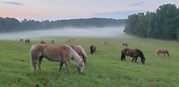 Paardrijkamp Söderåsen - Zweden
