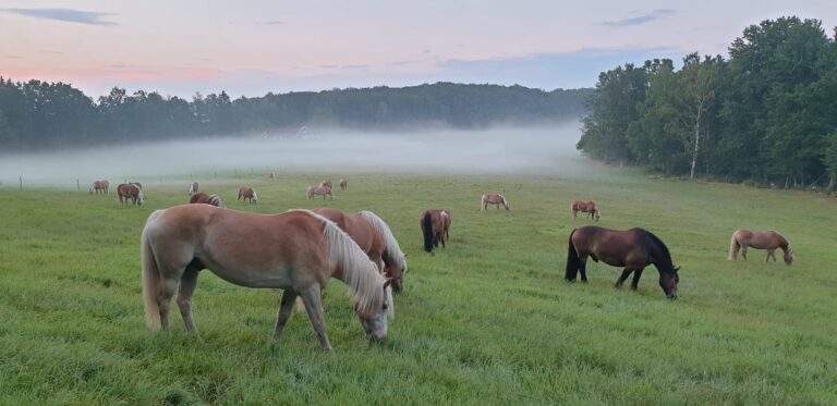 Paardrijkamp Söderåsen - Zweden - Afbeelding 11