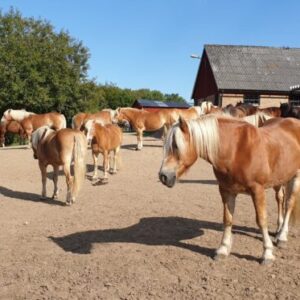 Paardrijkamp Söderåsen - Zweden - Afbeelding 10