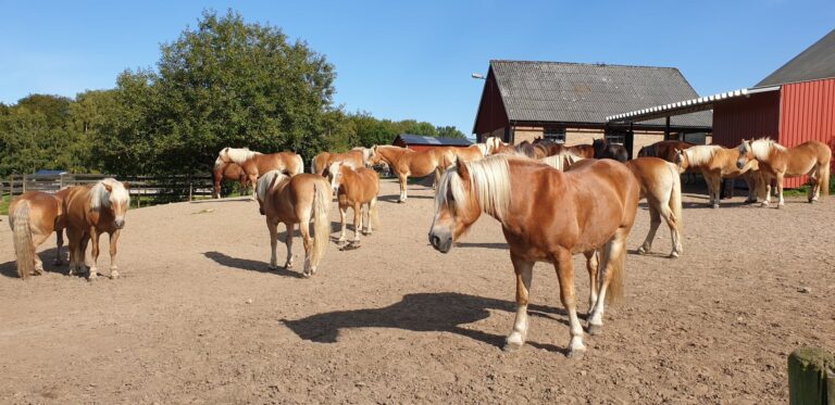 Paardrijkamp Söderåsen - Zweden - Afbeelding 10
