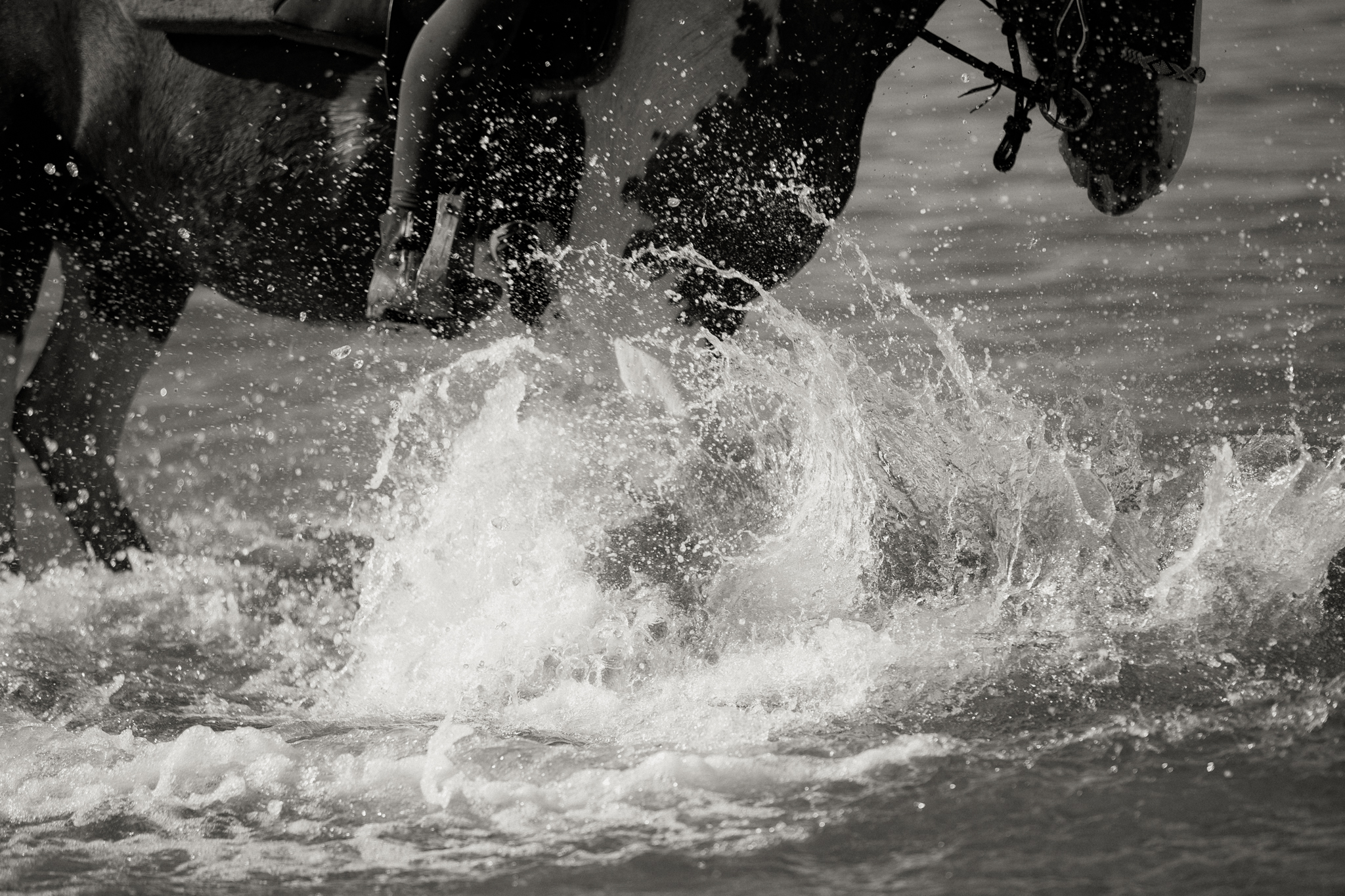 6-daagse Paardentocht Natuurreservaat en Strand van Punta Ala Toscane - Italië