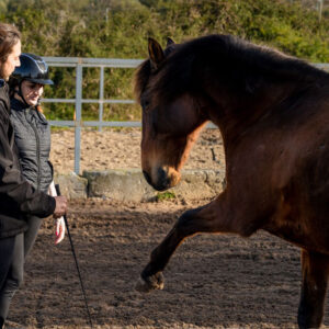 Buitenrit Vertrouwen & Verbinding excursie Mallorca - Spanje