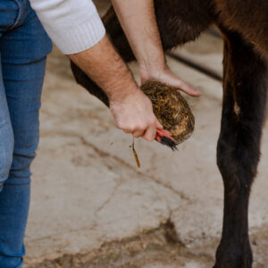 Buitenrit Vertrouwen & Verbinding excursie Mallorca - Spanje - Afbeelding 3