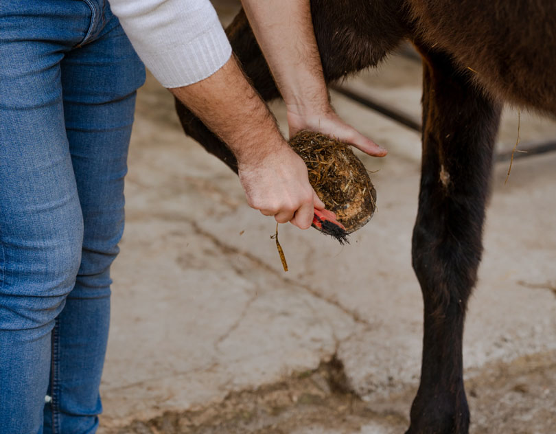 Buitenrit Vertrouwen & Verbinding excursie Mallorca - Spanje - Afbeelding 3