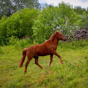 Buitenrit (evt. met overnachting) in Tromsø - Noorwegen - Afbeelding 6