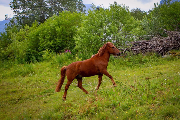 Buitenrit (evt. met overnachting) in Tromsø - Noorwegen