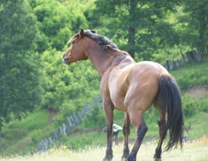 9-, 10- of 11-daagse paardrijtocht: De Andes oversteken - Chili naar Argentinië - Afbeelding 4