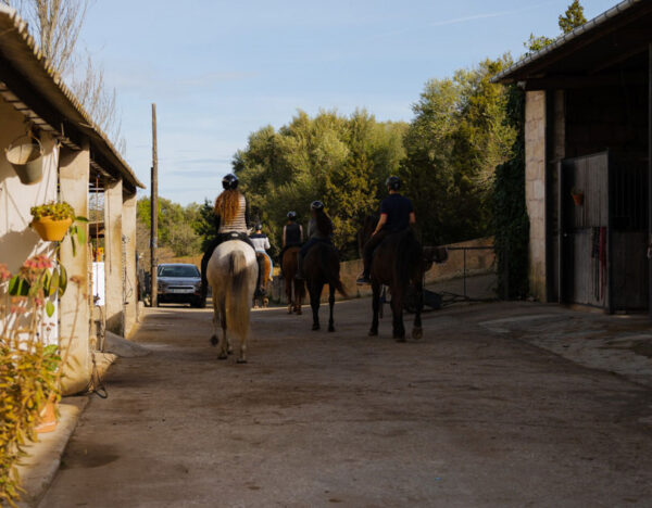 Buitenrit Picknick & Andalusische Paarden Mallorca excursie- Spanje