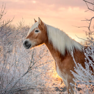 2-daagse Paardrijtocht Deluxe Paardenweekend Söderåsen - Zweden - Afbeelding 2