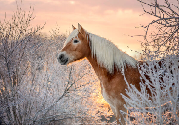 2-daagse Paardrijtocht Deluxe Paardenweekend Söderåsen - Zweden