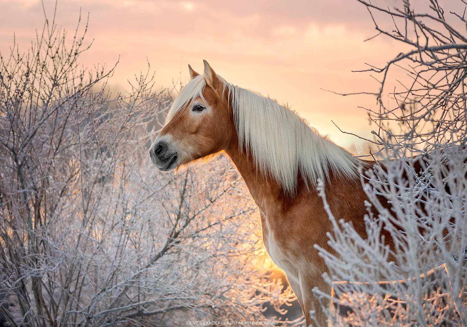 2-daagse Paardrijtocht Deluxe Paardenweekend Söderåsen - Zweden - Afbeelding 2