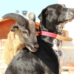 8-daagse paardrijvakantie: dagtochten natuurreservaat La Mata Valencia - Spanje - Afbeelding 14