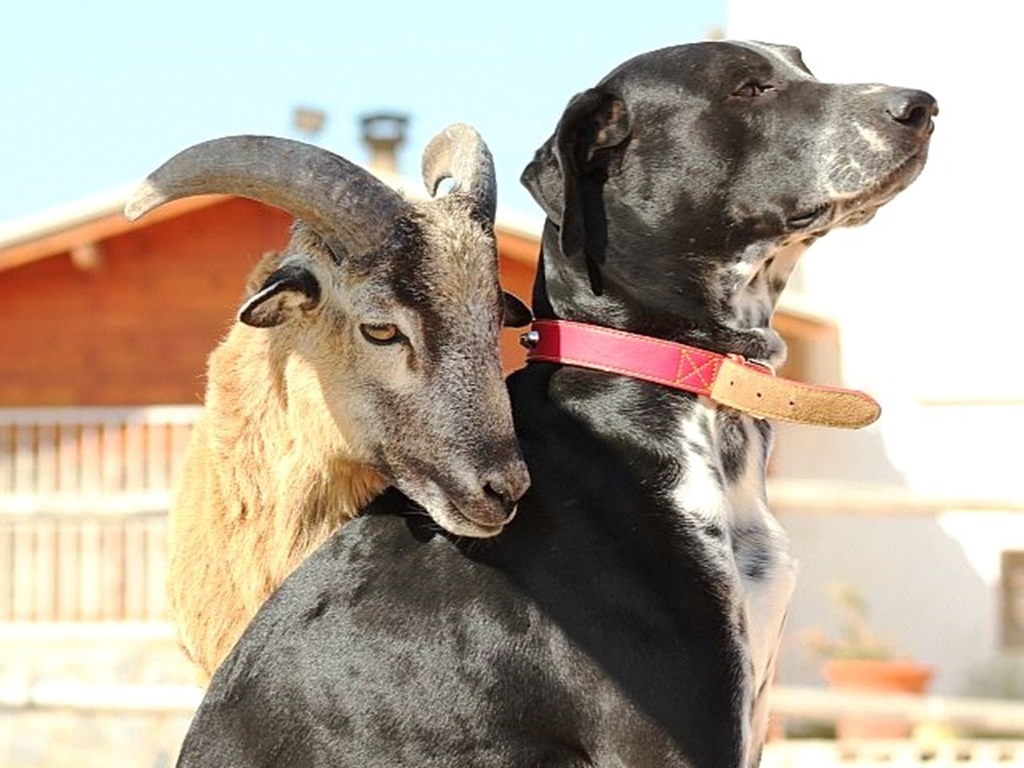 8-daagse paardrijvakantie: dagtochten natuurreservaat La Mata Valencia - Spanje - Afbeelding 14