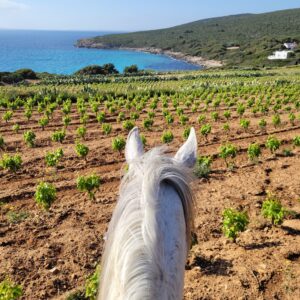 5- daagse paardrijtocht (7 dagen vakantie) 'Two Islands' Sardinie - Italie - Afbeelding 9