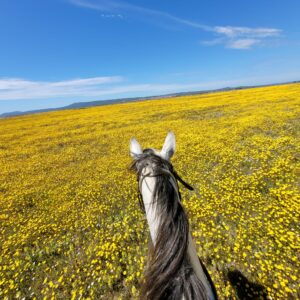 6-daagse paardrijtocht (8 dagen vakantie) 'Two Islands' Sardinie - Italie - Afbeelding 21