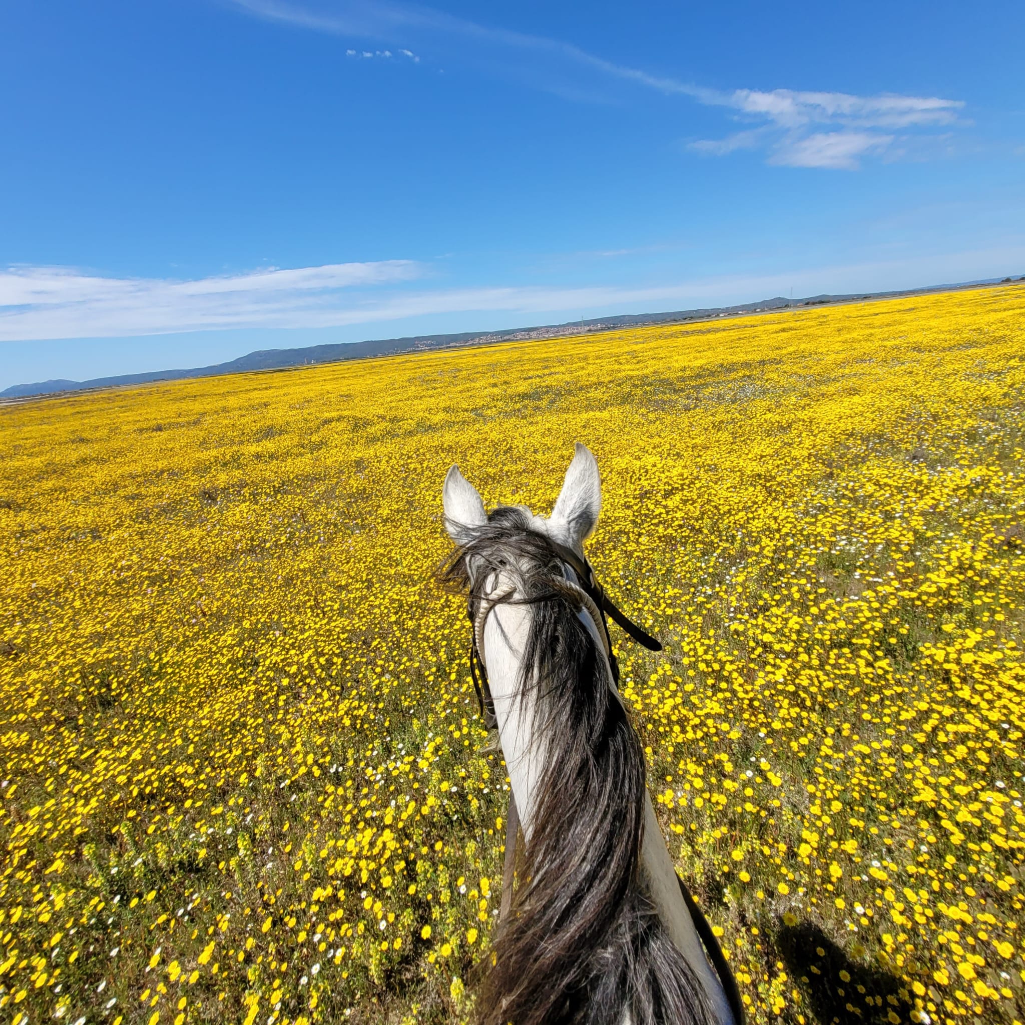 6-daagse paardrijtocht (8 dagen vakantie) 