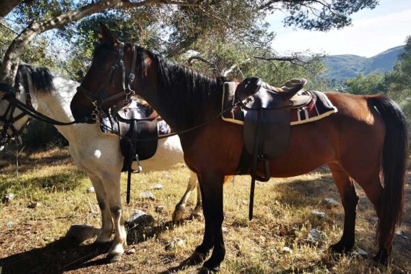 Buitenrit (evt. met overnachting op een ranch) Mallorca - Spanje
