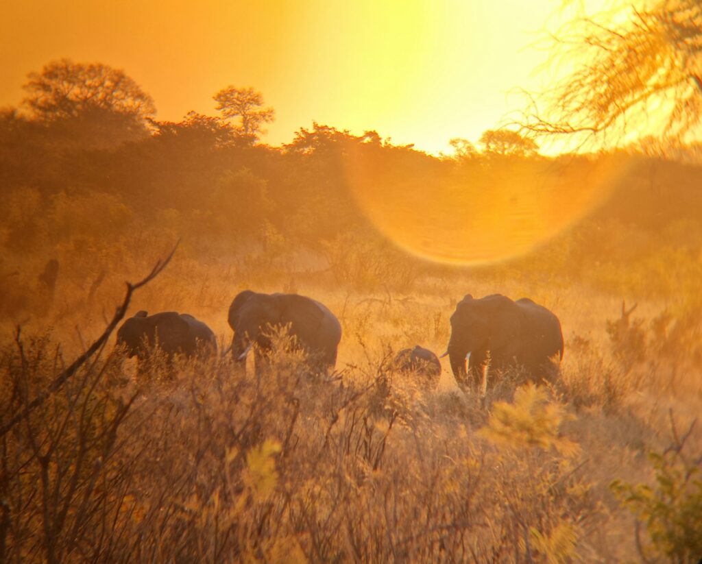 Vrijwilligersreis Hwange - Zimbabwe