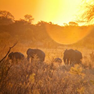 Vrijwilligersreis Hwange - Zimbabwe - Afbeelding 5