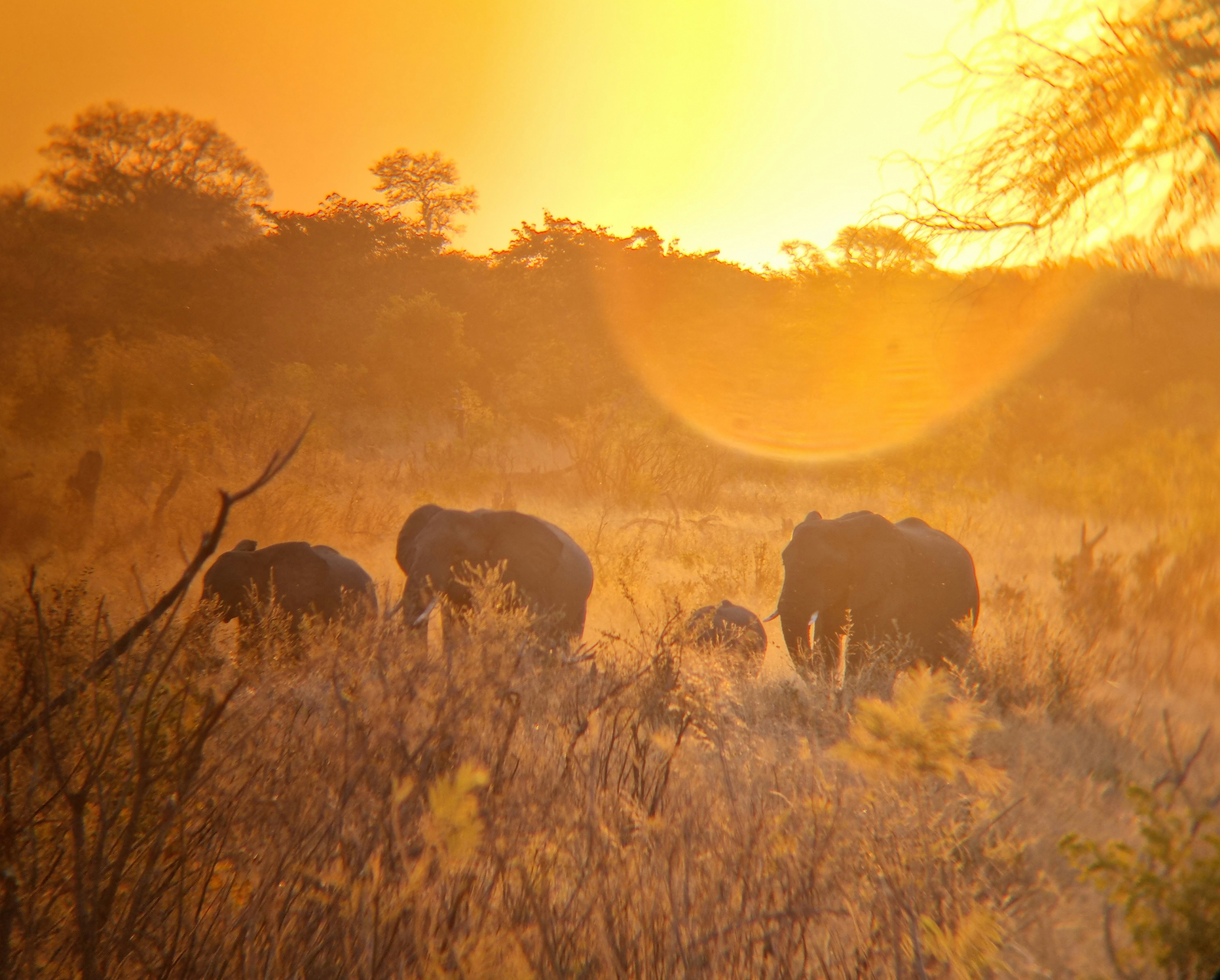 3-daagse Paardensafari Hwange - Zimbabwe - Afbeelding 26