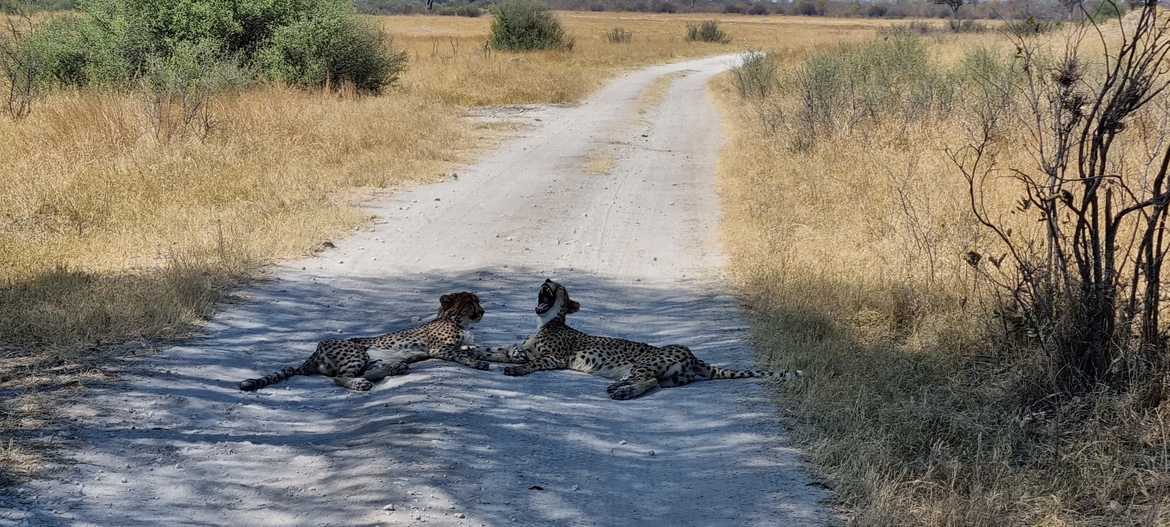 Vrijwilligersreis Hwange - Zimbabwe - Afbeelding 57