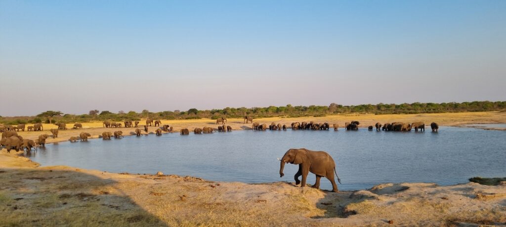 Vrijwilligersreis Hwange - Zimbabwe