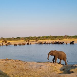 Vrijwilligersreis Hwange - Zimbabwe - Afbeelding 6