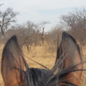Buitenritten Afrikaanse bush Hwange - Zimbabwe - Afbeelding 6