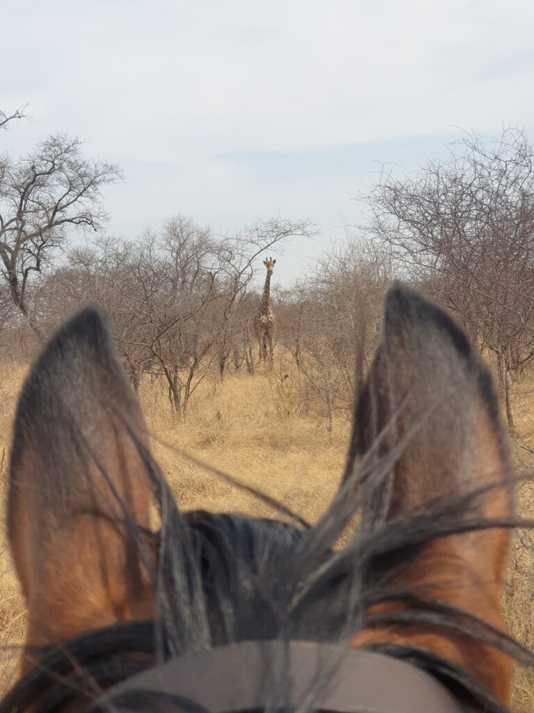 Buitenritten Afrikaanse bush Hwange - Zimbabwe