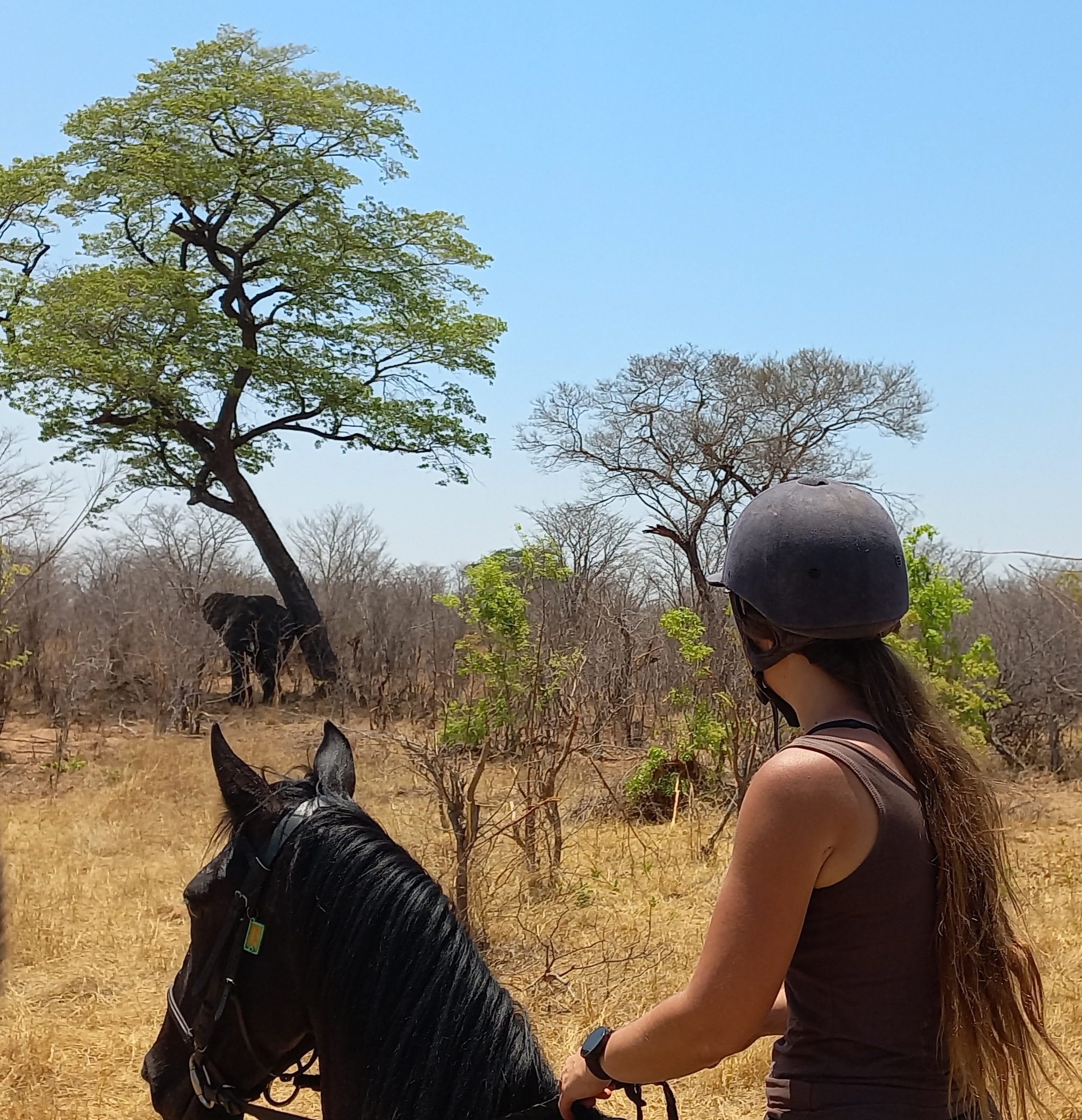 3-daagse Paardensafari Hwange - Zimbabwe