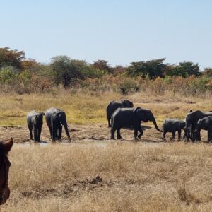 Vrijwilligersreis Hwange - Zimbabwe - Afbeelding 10