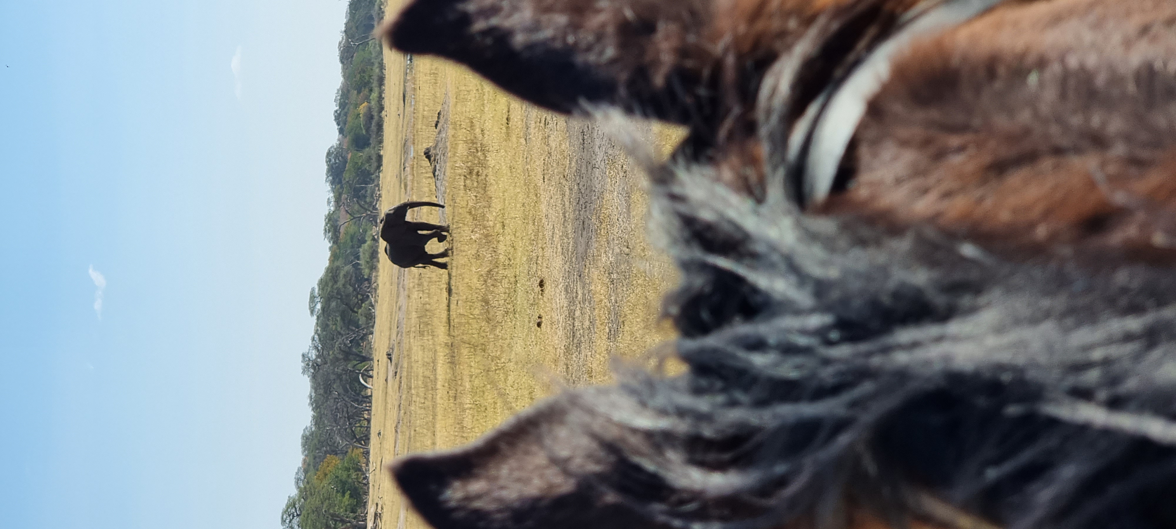 Vrijwilligersreis Hwange - Zimbabwe - Afbeelding 55