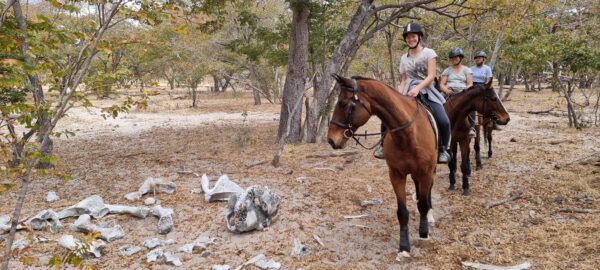 Vrijwilligersreis Hwange - Zimbabwe