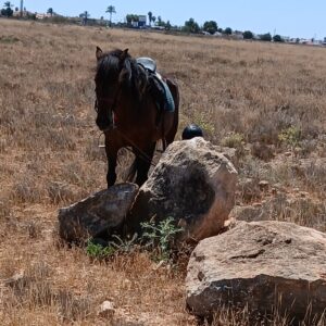 8-daagse paardrijvakantie: dagtochten natuurreservaat La Mata Valencia - Spanje - Afbeelding 9