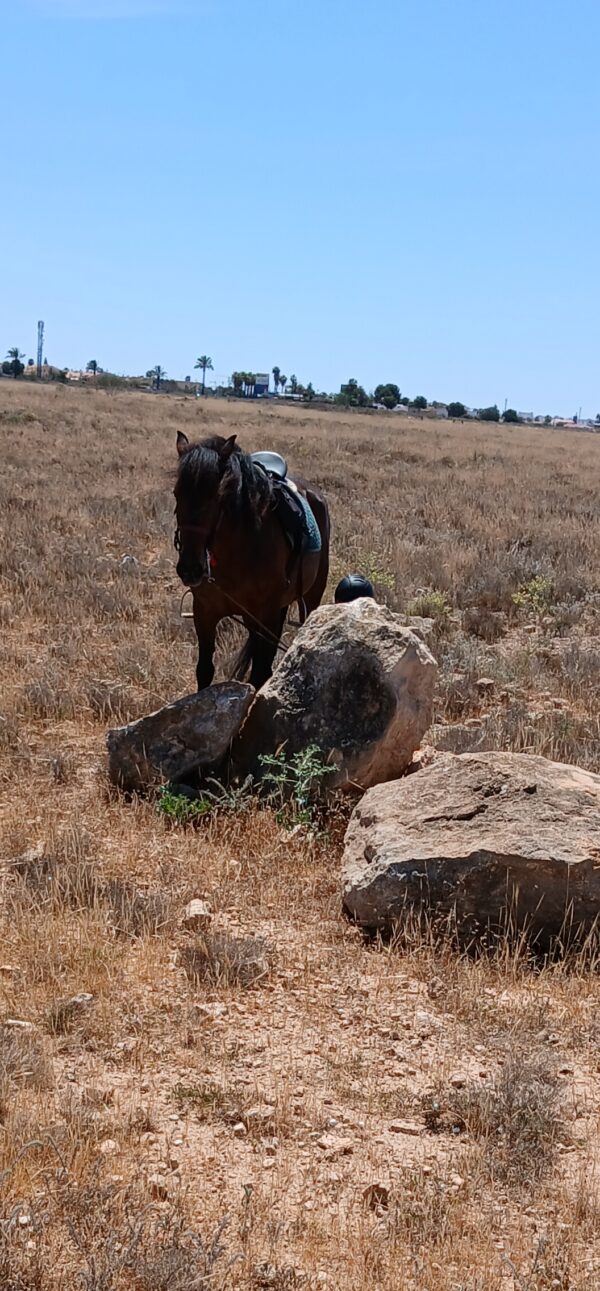 8-daagse paardrijvakantie: dagtochten natuurreservaat La Mata Valencia - Spanje