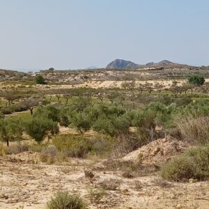 8-daagse paardrijvakantie: Lessen & Tochten Valencia - Spanje - Afbeelding 4